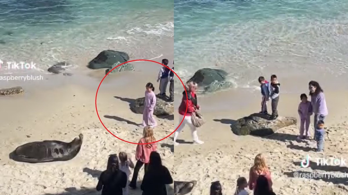 San Diego, USA. Dziewczynka rzucała kamieniami w śpiącą fokę. Wyproszono ją z plaży