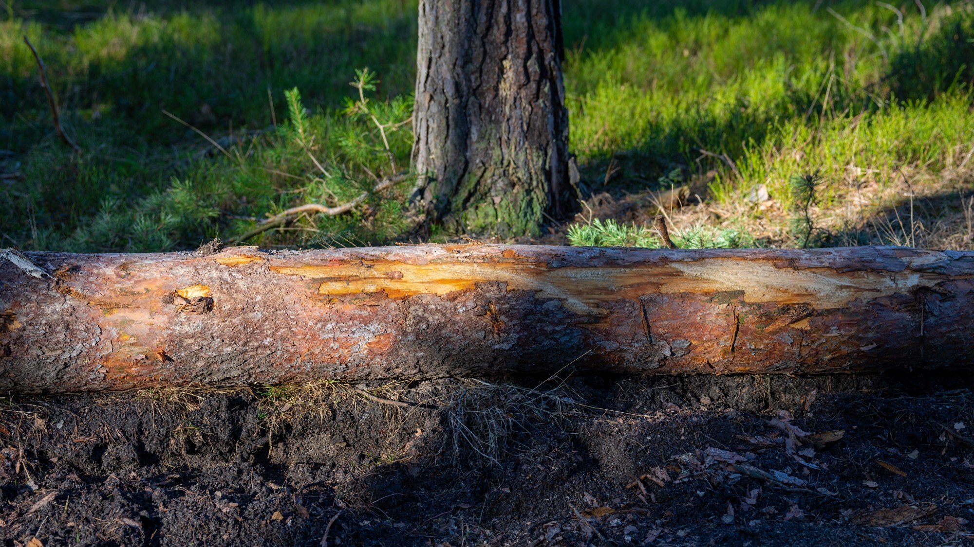 Wiosna coraz bliżej - zdjęcie 39