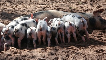 Ferma świń na terenie byłego nazistowskiego obozu w Czechach. Rząd chce ją zlikwidować