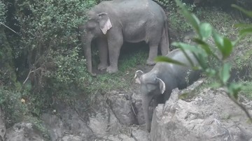 Znaleziono ciała kolejnych słoni, które zginęły w wodospadzie w Tajlandii