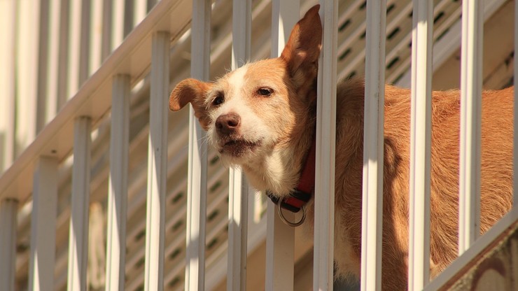 Włochy: zostawianie psów na balkonach jak maltretowanie. Dotkliwe kary dla właścicieli czworonogów