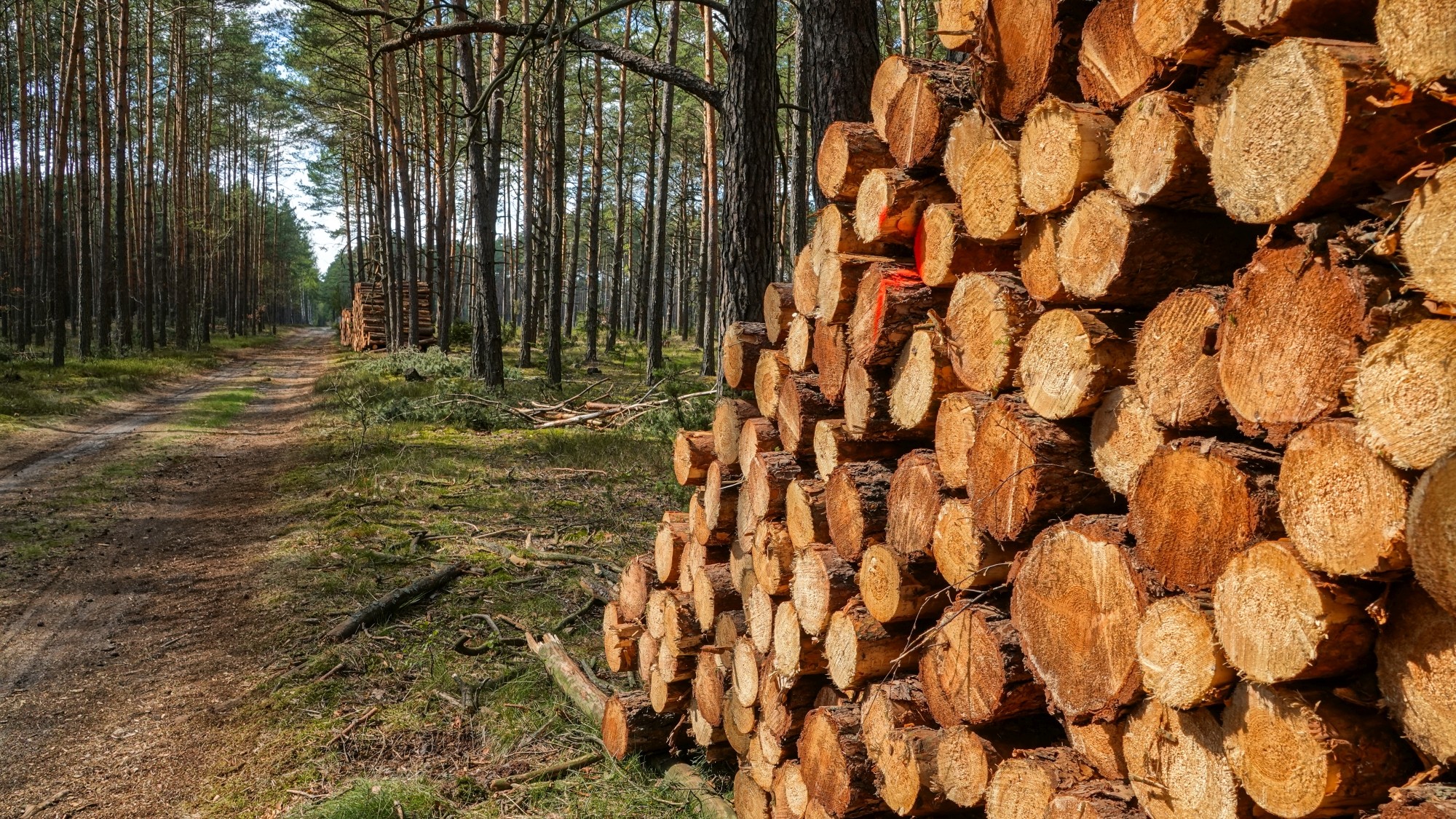 Uroki zielonej pory roku - zdjęcie 76
