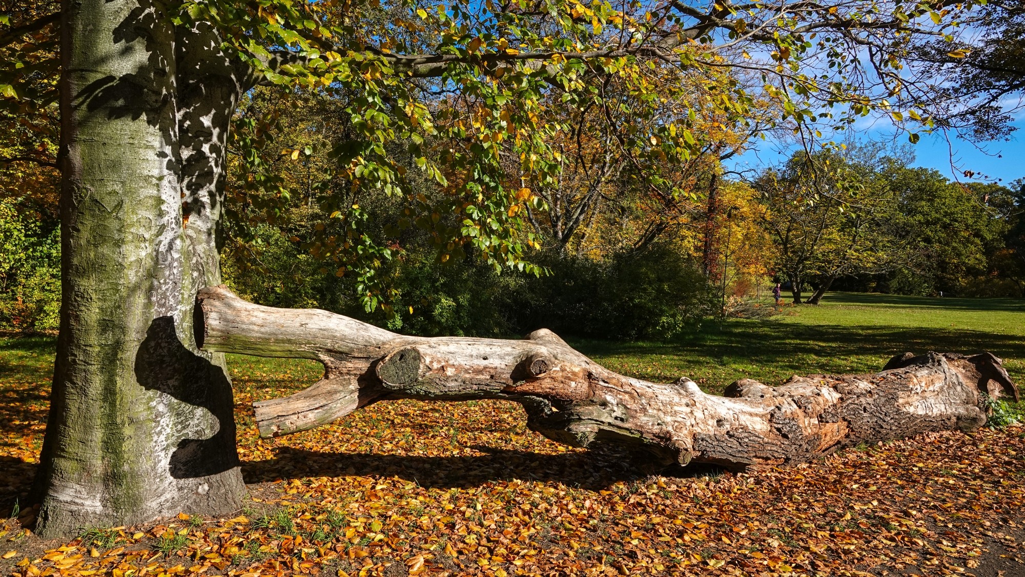 Wszystkie barwy jesieni - zdjęcie 11