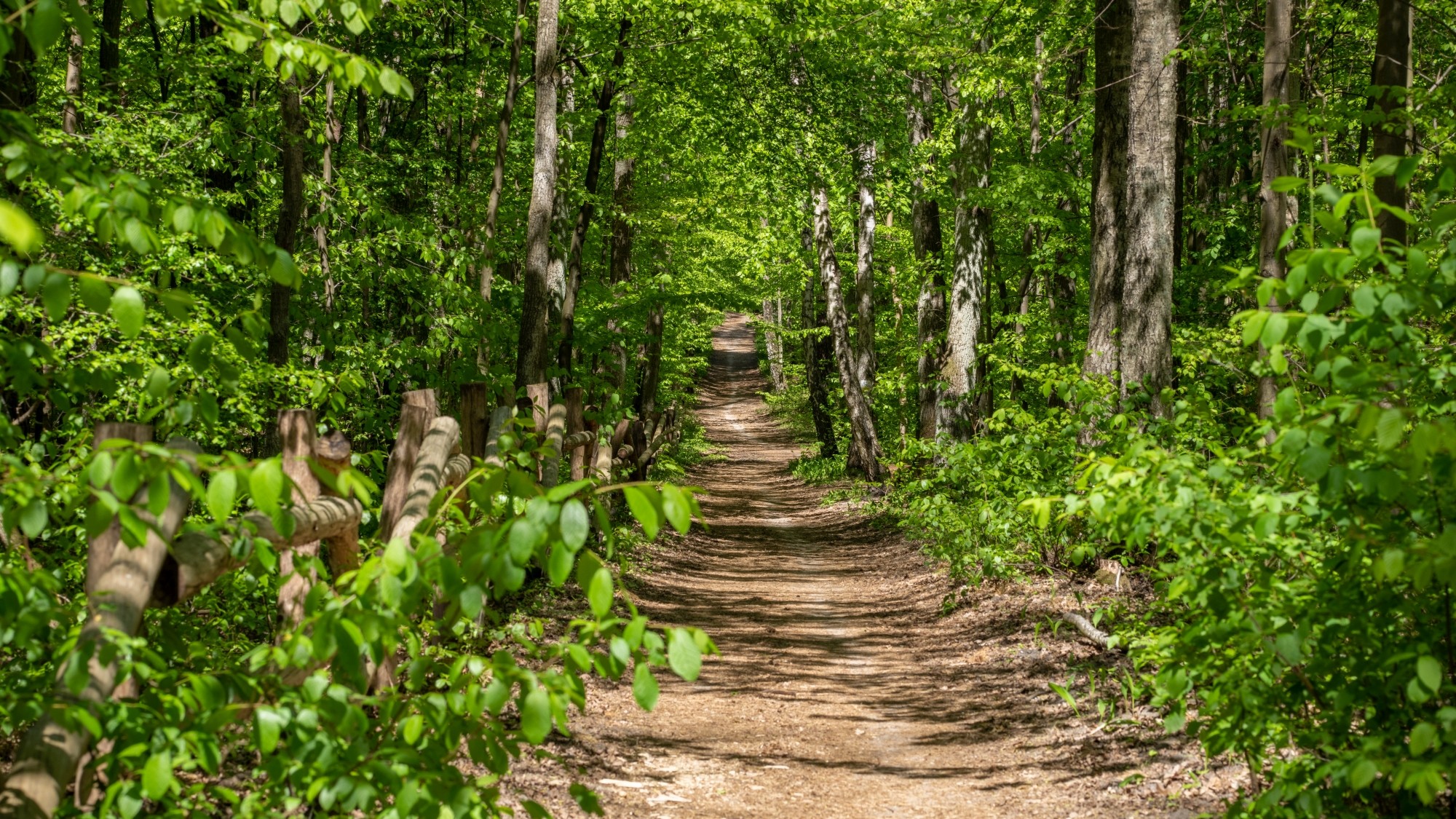 Wiosenna opowieść - zdjęcie 39