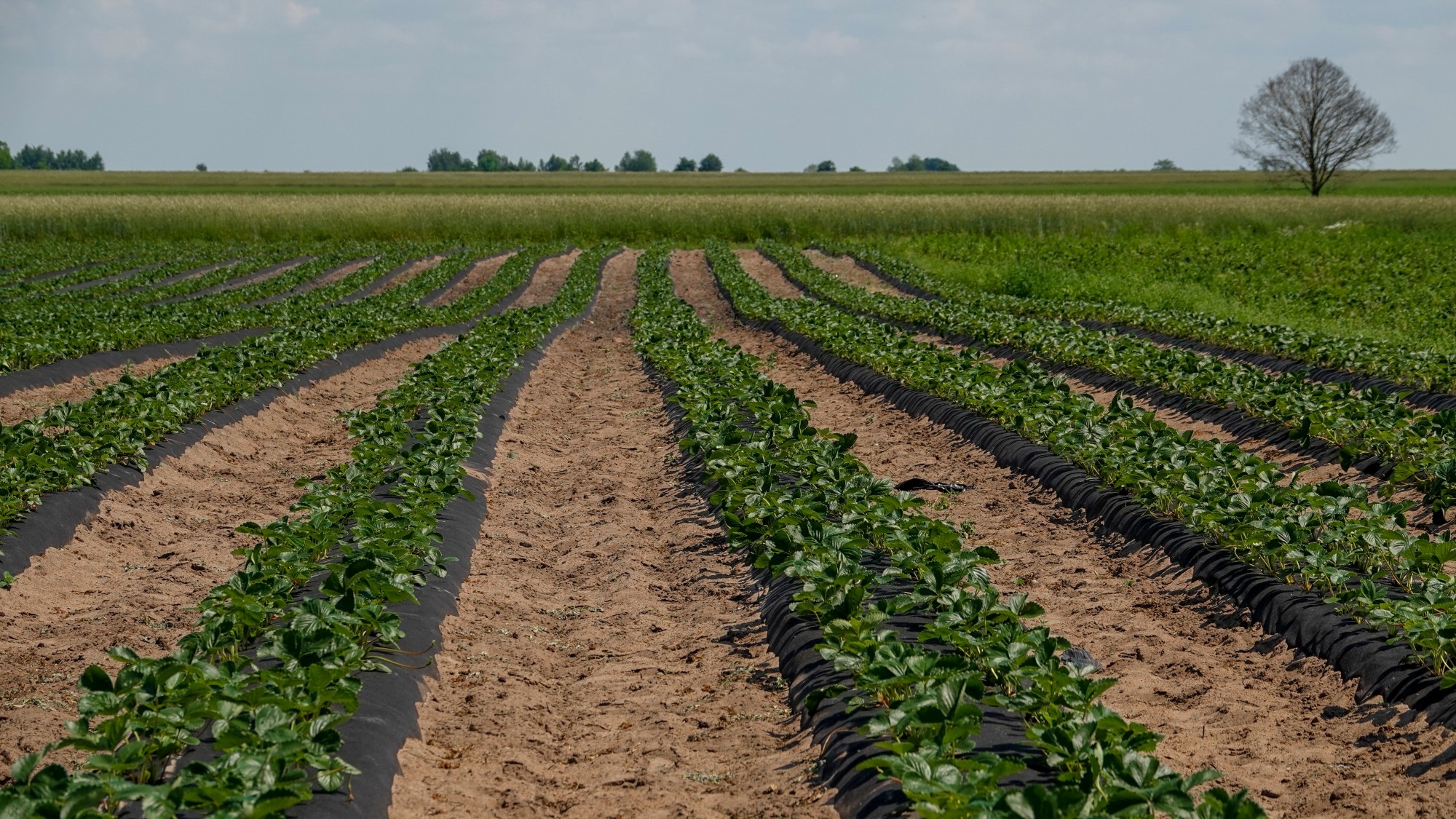 Lato w plenerze - zdjęcie 53