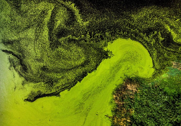 Porośnięty staw na Śląsku. Niesamowite zdjęcia z lotu ptaka