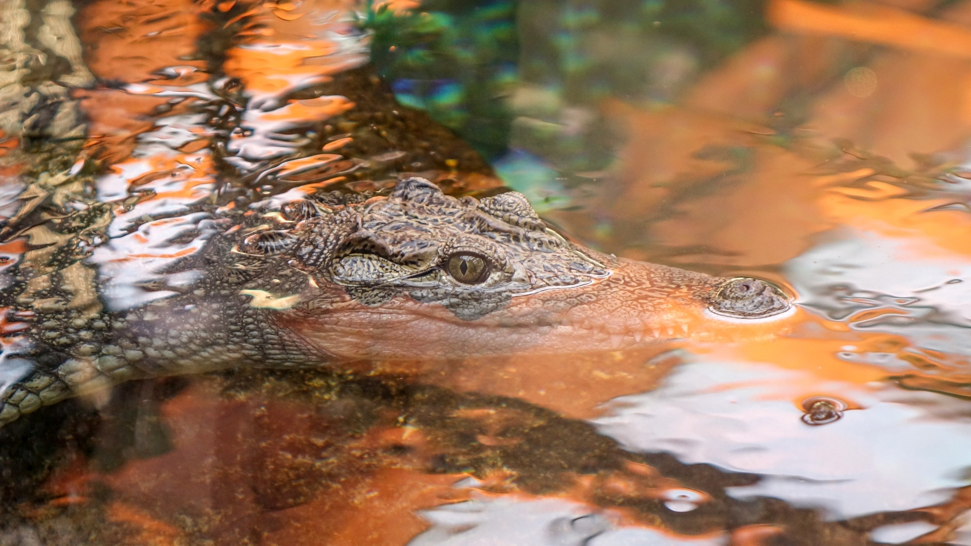 Z kamerą wśród zwierząt - zdjęcie 69