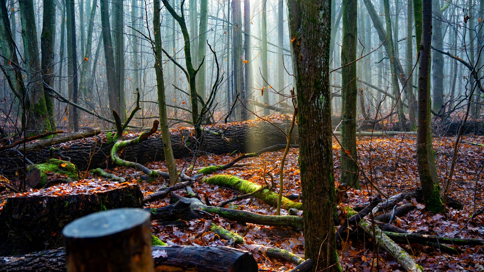 Różne oblicza zimy - zdjęcie 25