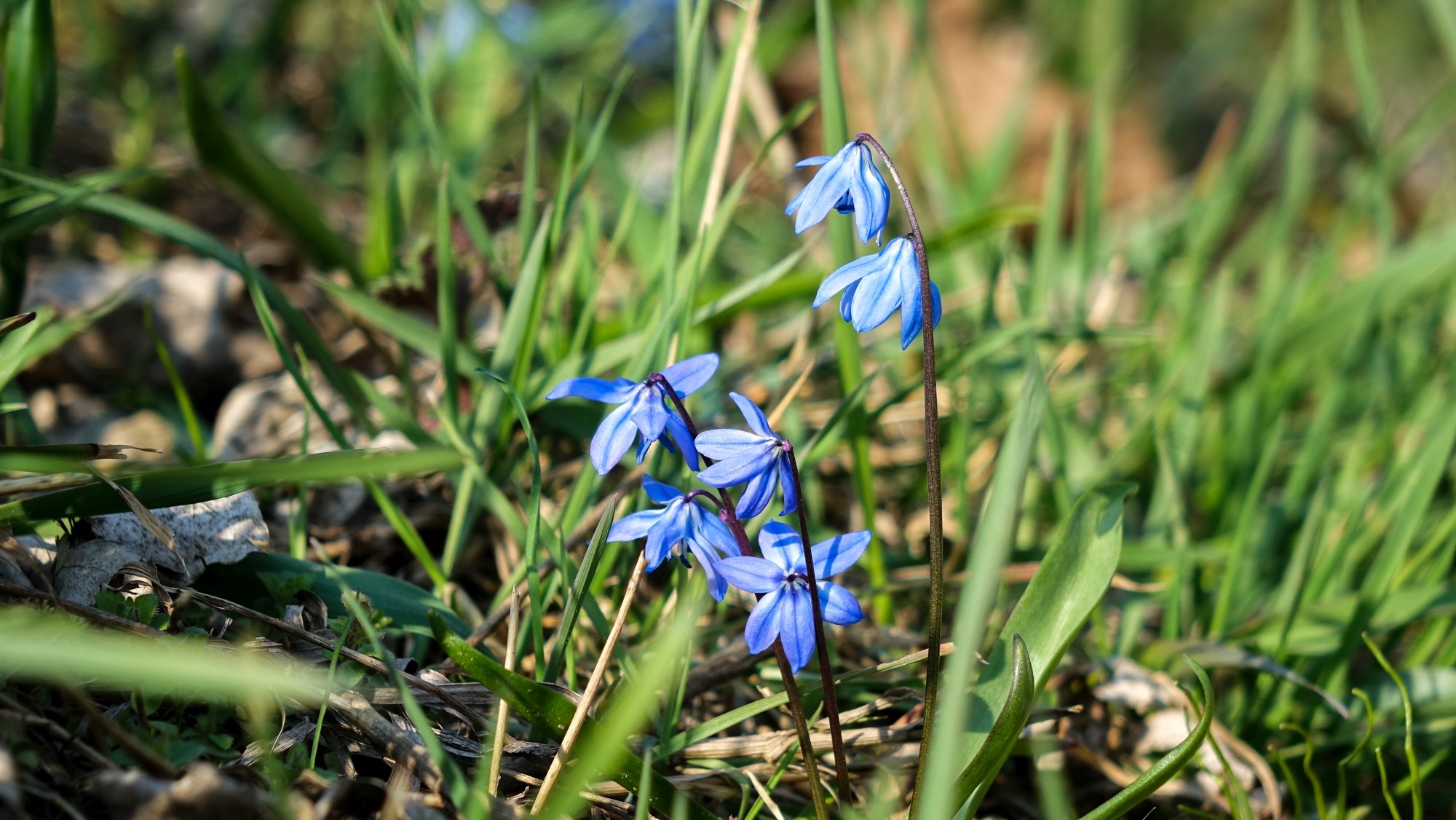 Kwitnąca wiosna - zdjęcie 30