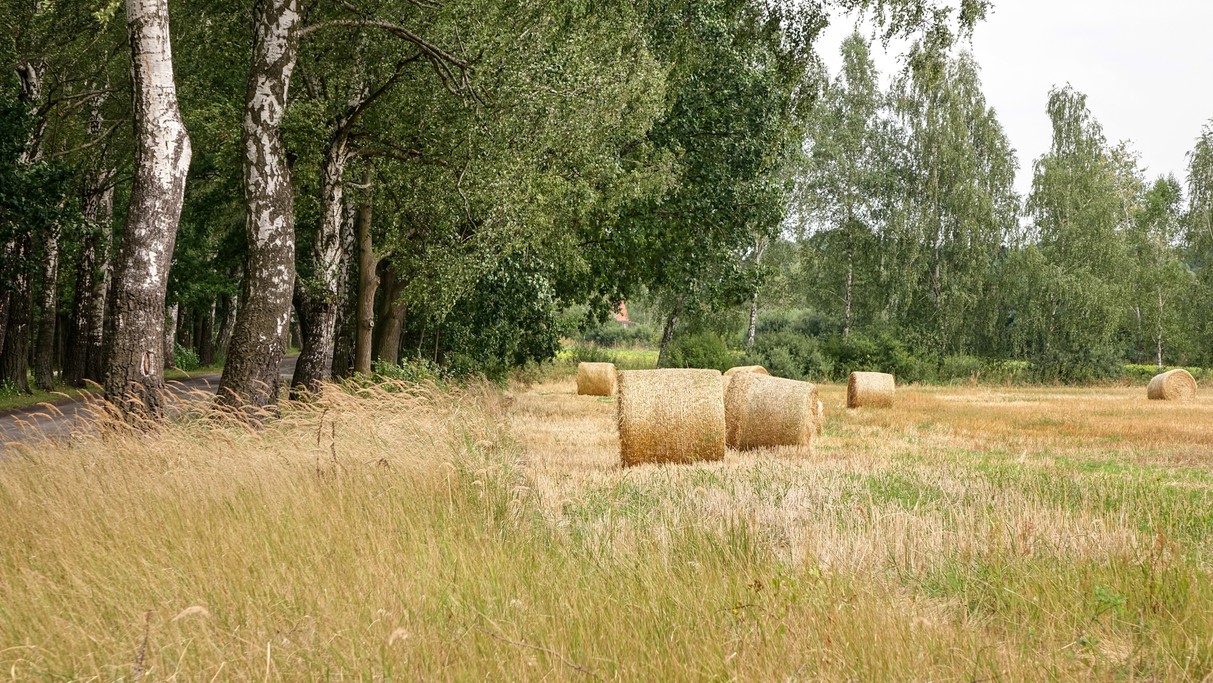 Lipiec w obiektywie - zdjęcie 8