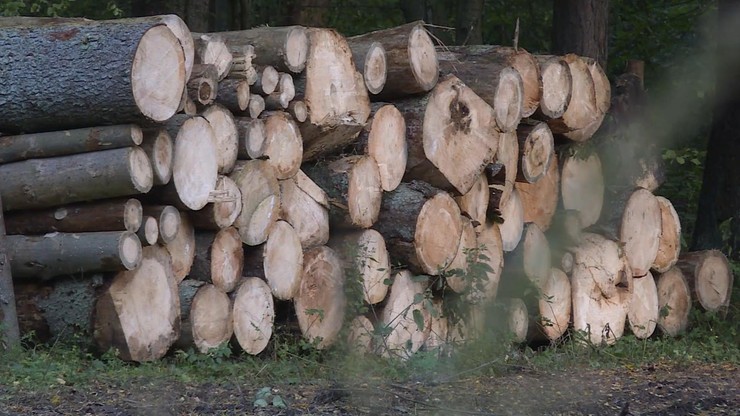 Drewno z lasów dla lokalnych mieszkańców. Nowe wytyczne Lasów Państwowych