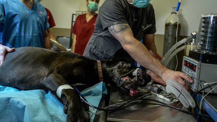 Implant dla psa z rakiem kości zastąpił amputowaną łapę