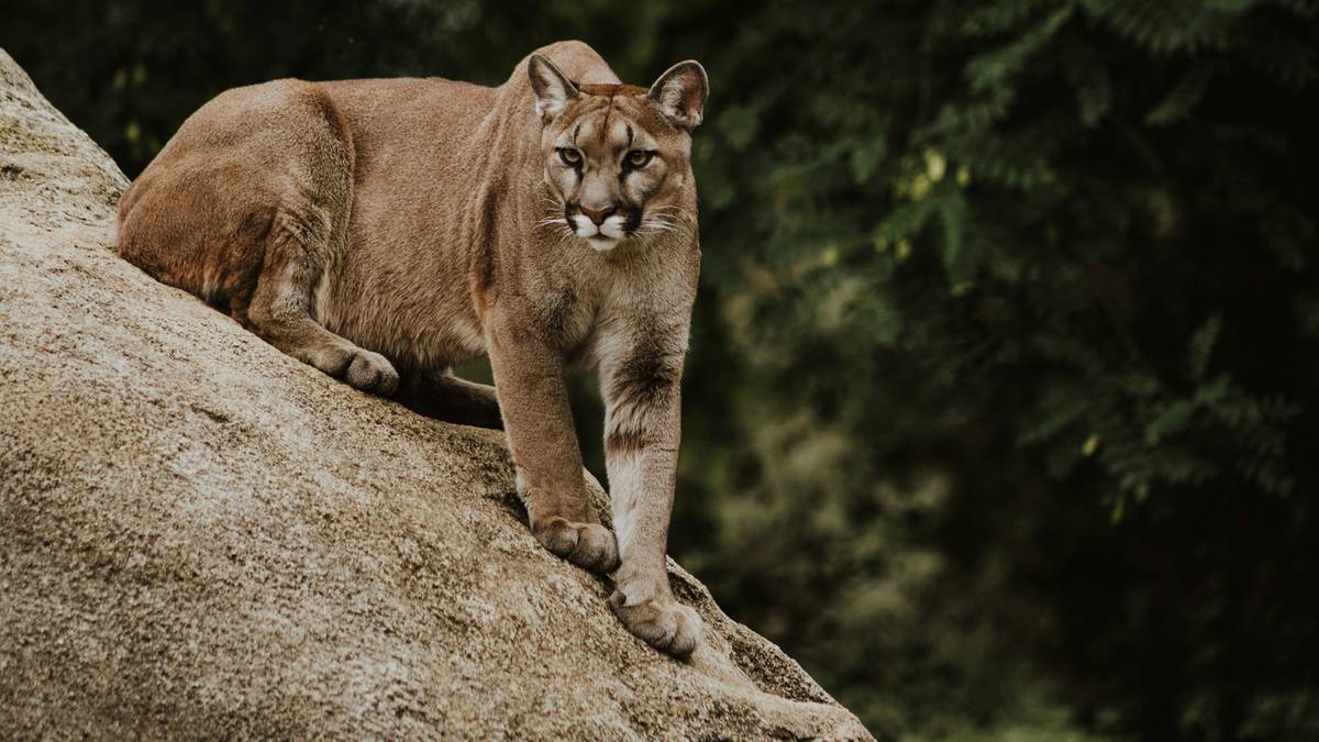Puma znów widziana pod Jedwabnem. Samorząd ostrzega mieszkańców