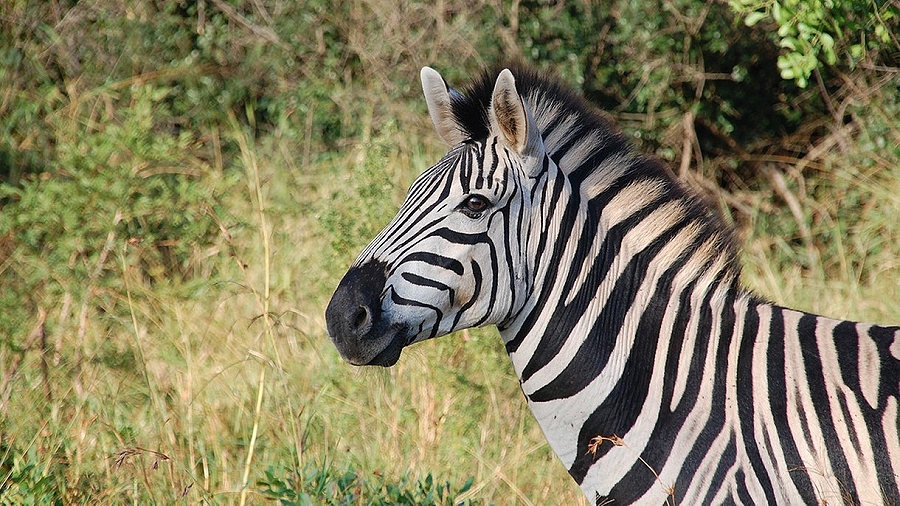 15.06.2019 08:00 Po co zebra ma paski? W końcu świat naukowy rozwiązał odwieczną zagadkę