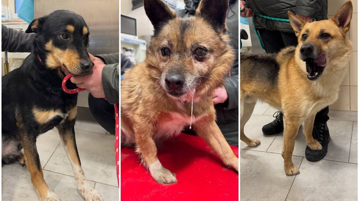 Pierwsze zdjęcia uratowanych psów z Sobolewa. Apel do właścicieli