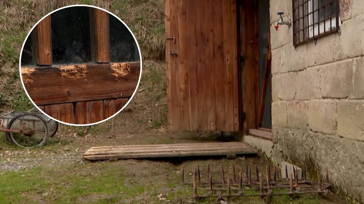 Niedźwiedzie pojawiają się tuż przy domach. "U kolegi przez okienko wszedł"