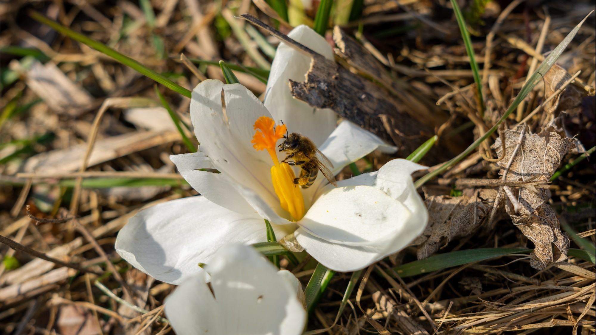 Kraina krokusów - zdjęcie 11