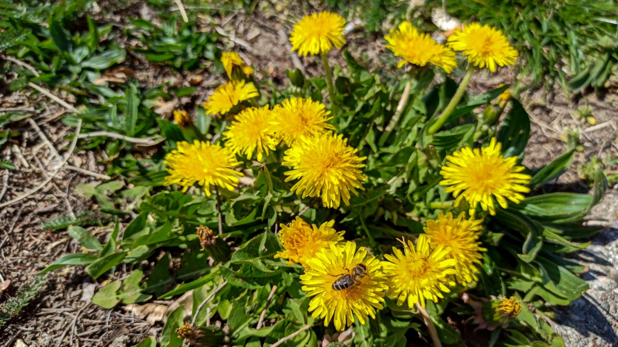 Kwitnąca wiosna - zdjęcie 7