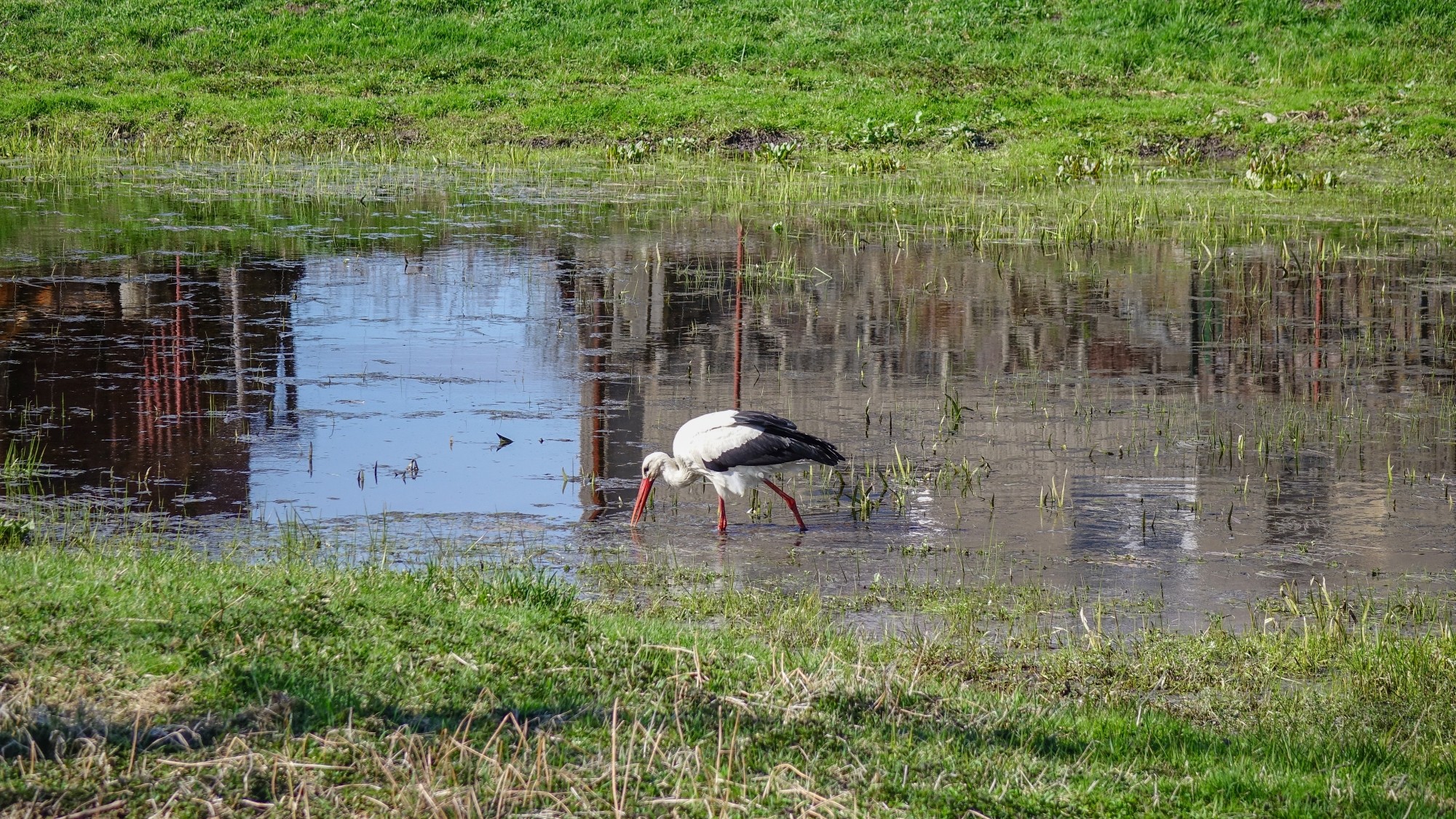 Z kamerą wśród zwierząt - zdjęcie 56
