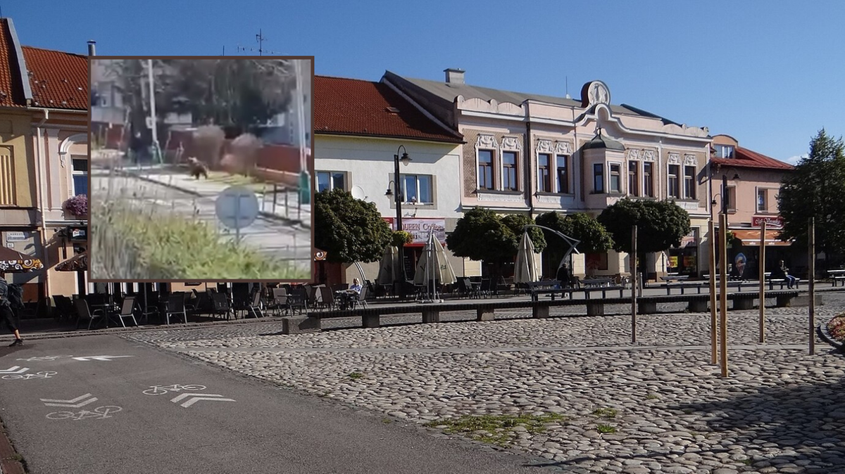 Słowacja. Niedźwiedź gnał przez miasto. Poszkodowani mieszkańcy