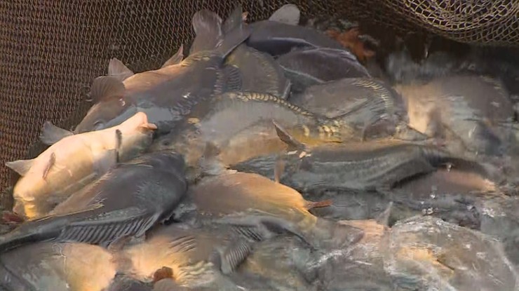 Boże Narodzenie. Rosną ceny ryb, w tym karpia. Jak zaoszczędzić przed świętami?