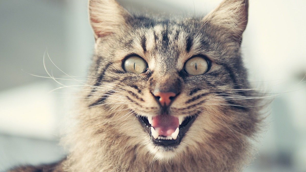 Miauczenie kota – co oznacza? Różne rodzaje miauczenia