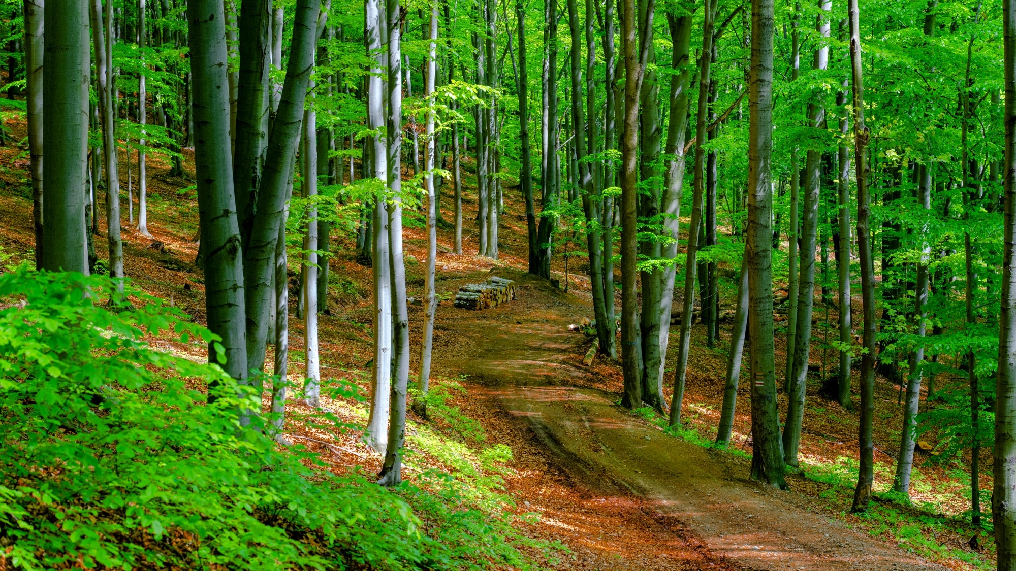 Zachwycający maj - zdjęcie 10