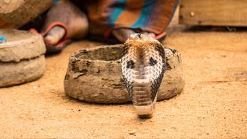 Śmierć turysty po ukąszeniu węża. Tragedia w egipskim hotelu
