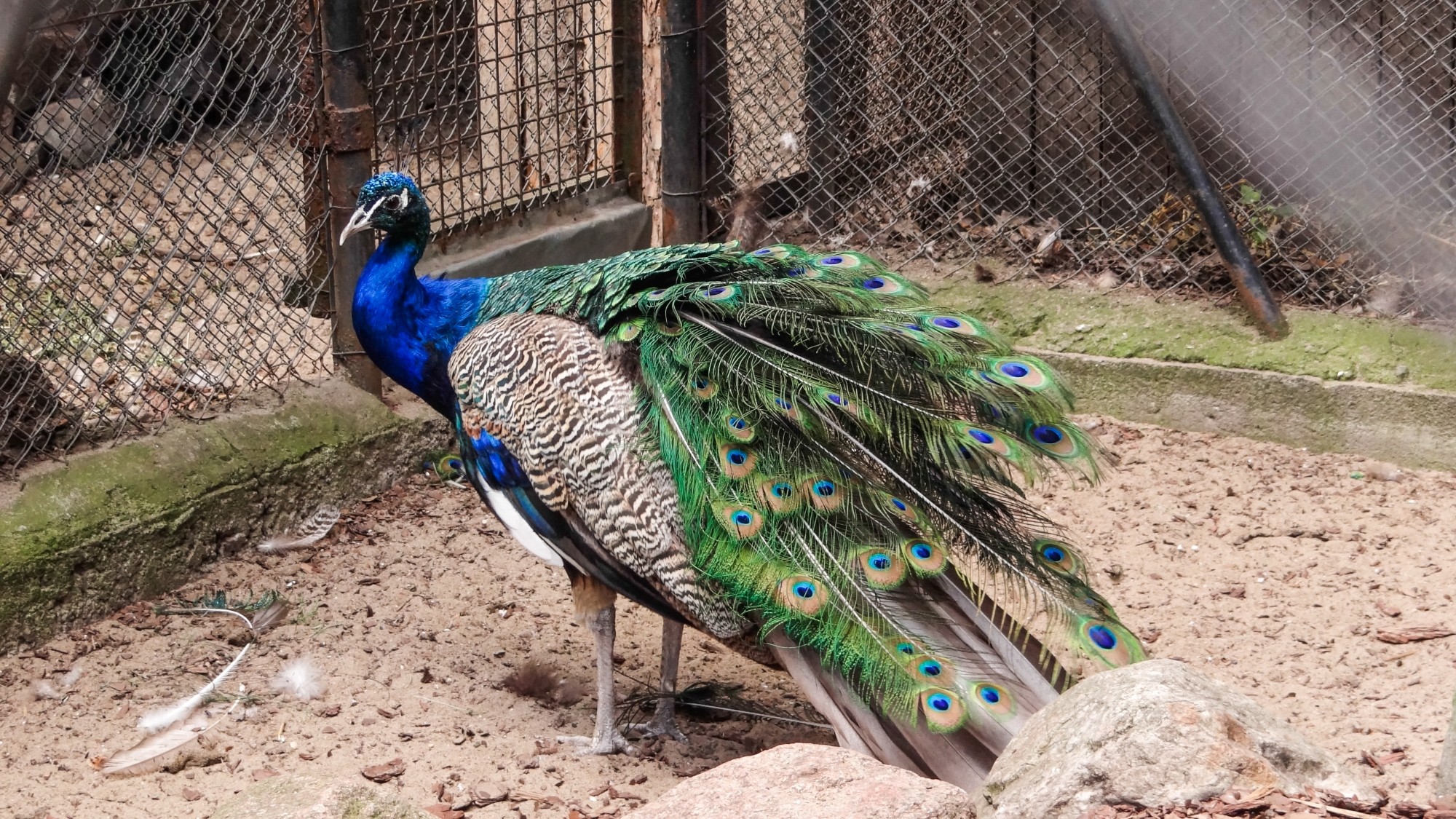 Z kamerą wśród zwierząt - zdjęcie 62