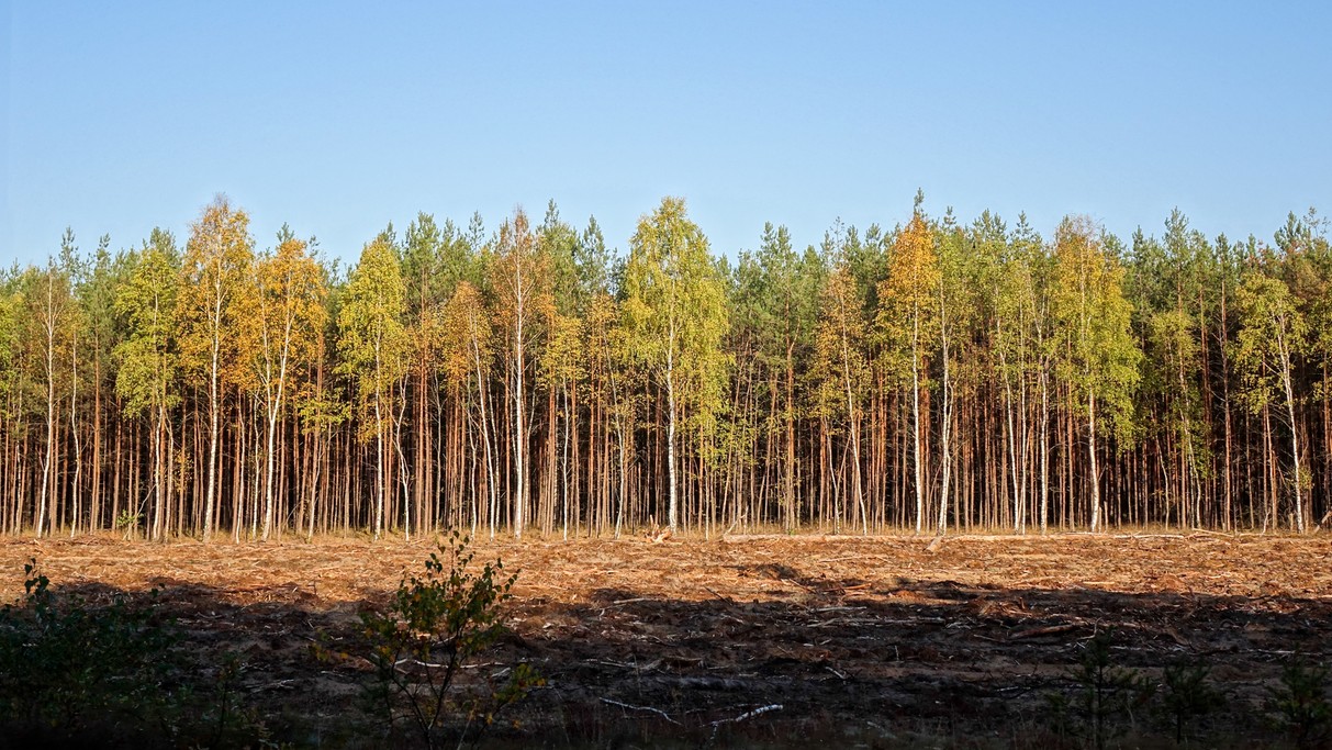 Jesienne krajobrazy za miastem - zdjęcie 80