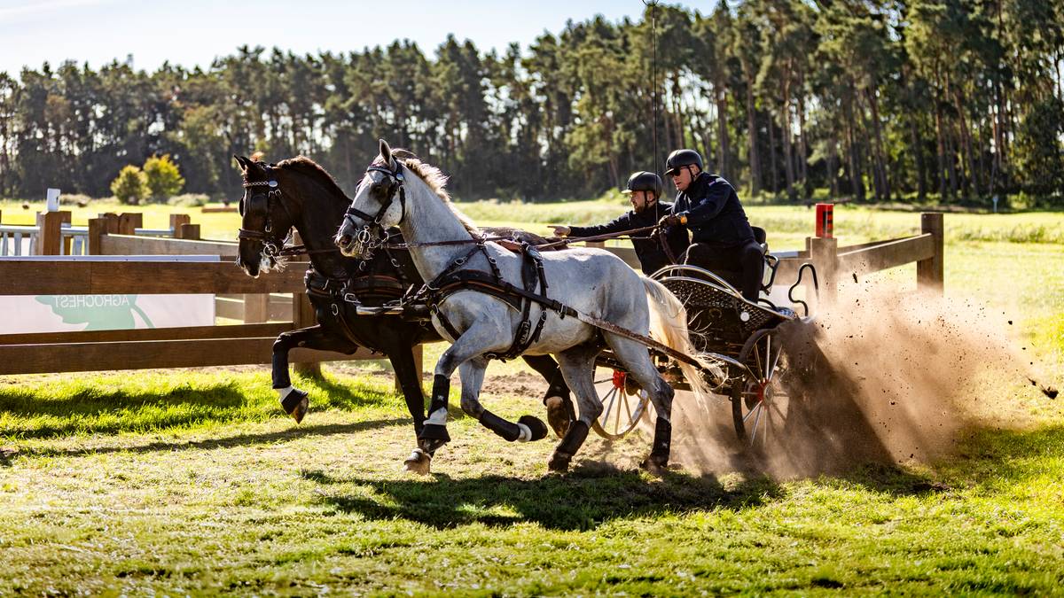 Dwa konie ciągnące powóz podczas zawodów, jeden koń jest ciemnobrązowy, drugi jest jasnoszary. Dwie osoby siedzą na powozie, sterując końmi. Kurz unosi się z ziemi wokół powozu.