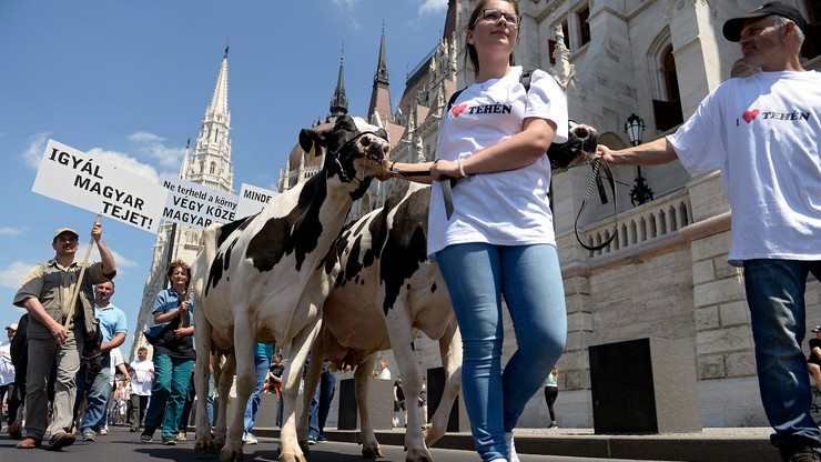 Protest producentów mleka. Przywieźli 50 krów