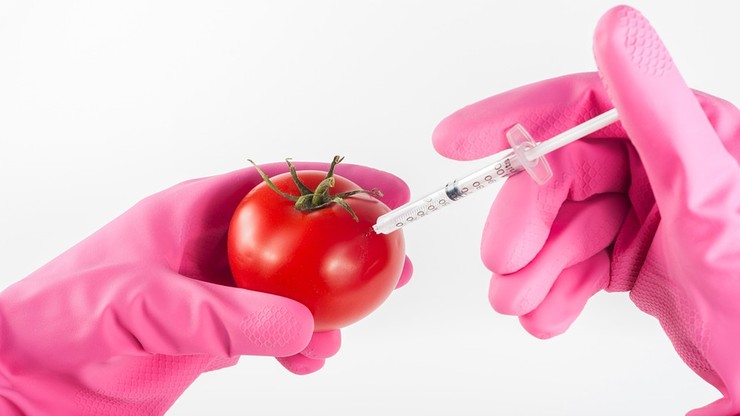 MŚ przeciwne GMO w Polsce. Ale uprawy dopuszczalne w specjalnych strefach