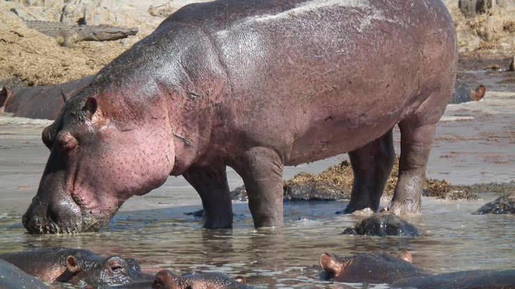 Dwie osoby zginęły, a jedna została ranna w wyniku ataków hipopotamów