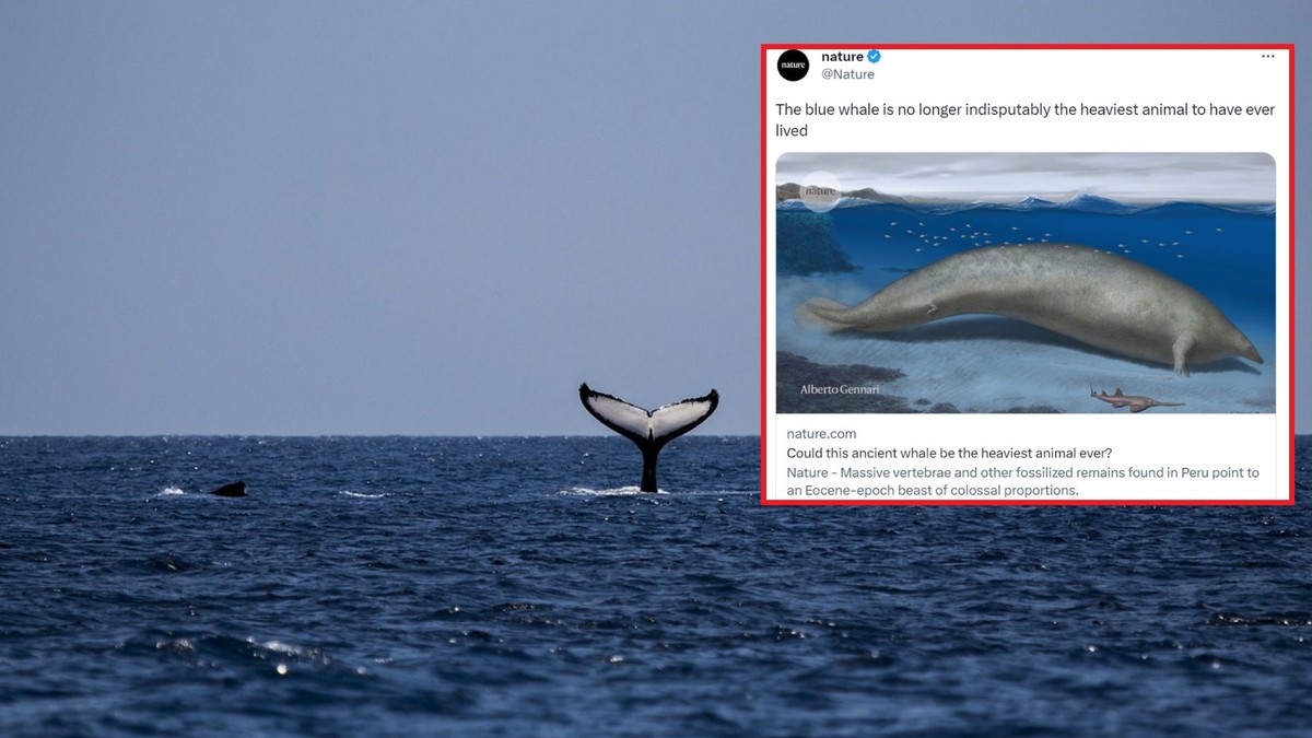 Nowe wyniki badań. Krewny płetwala błękitnego mógł być najcięższym zwierzęciem w historii