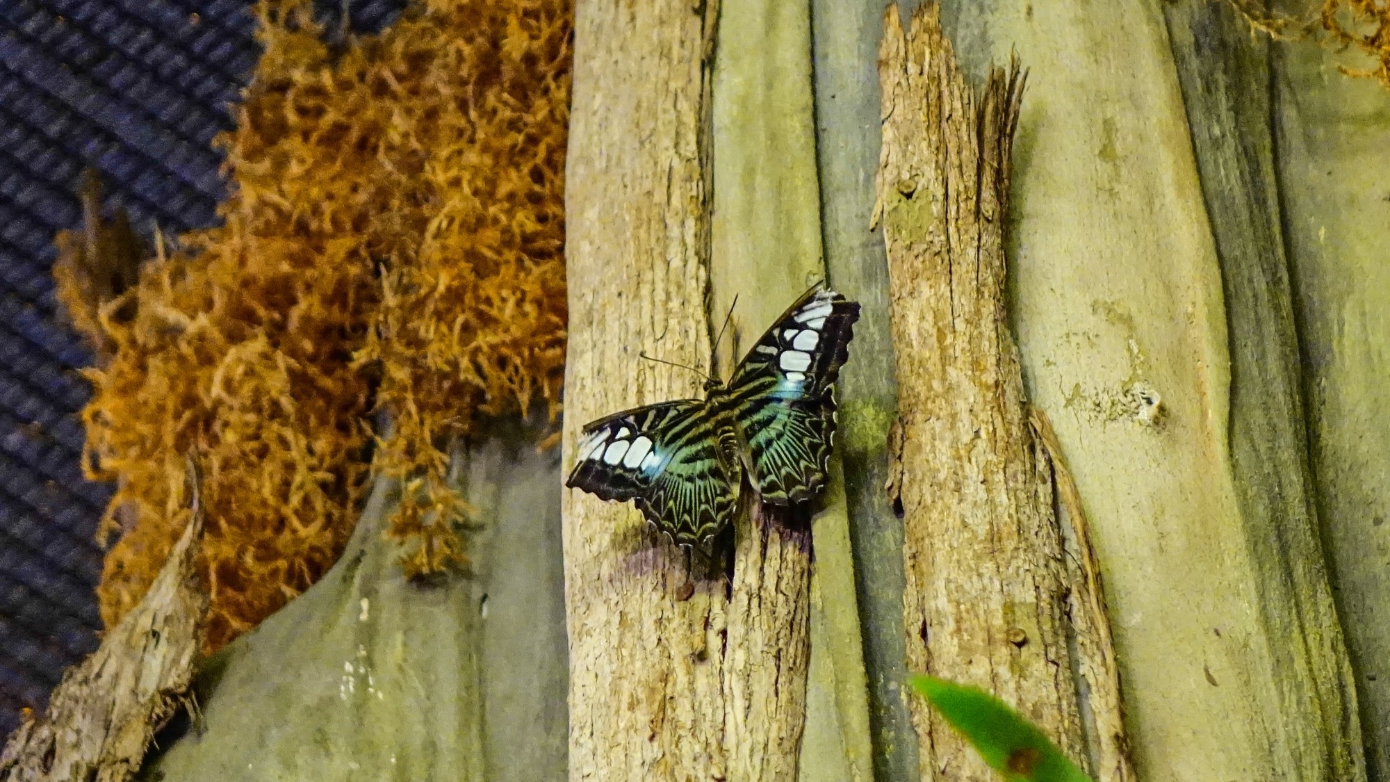 Z kamerą wśród zwierząt - zdjęcie 53