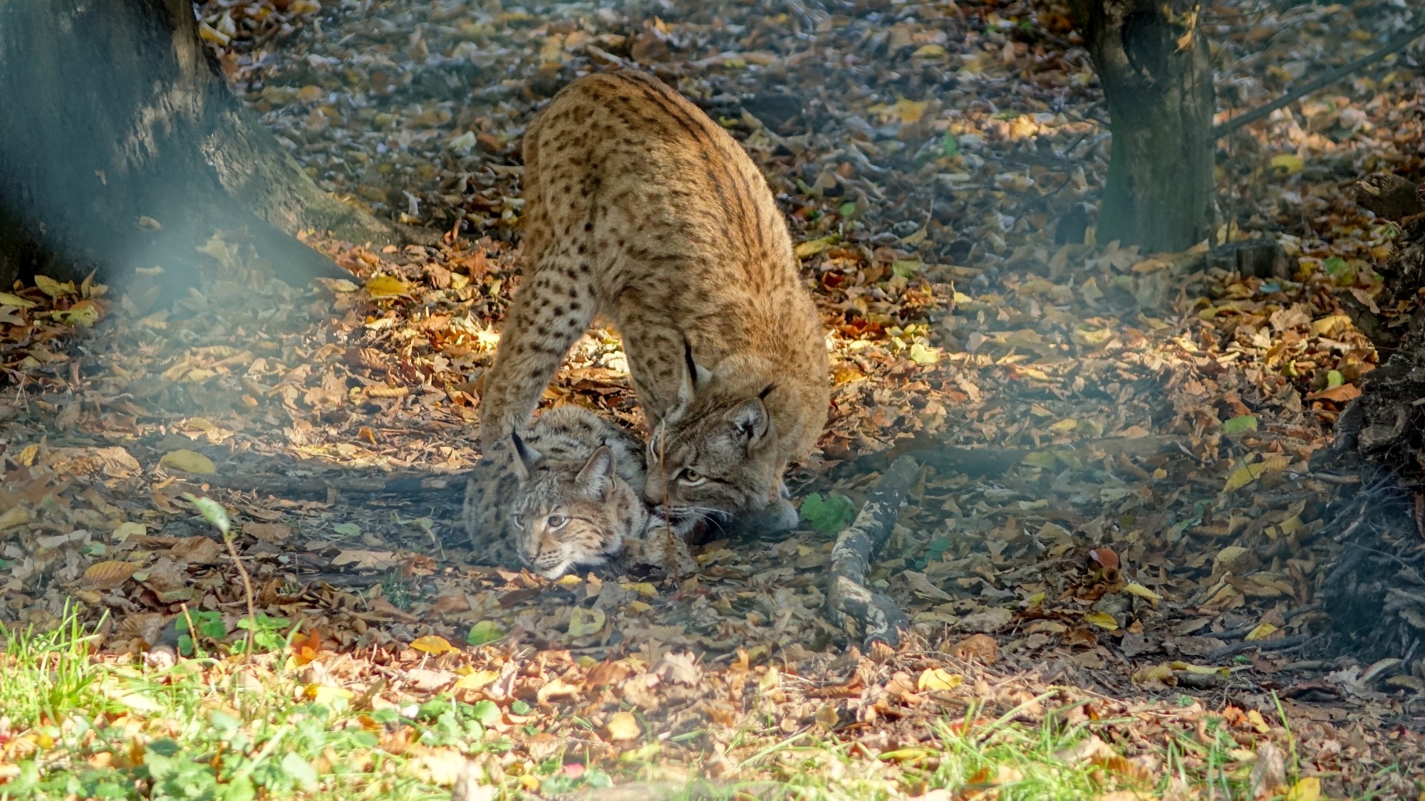 Z kamerą wśród zwierząt - zdjęcie 83
