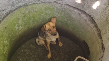 Wrzucili psa do betonowej studni. Świadek zapobiegł tragedii