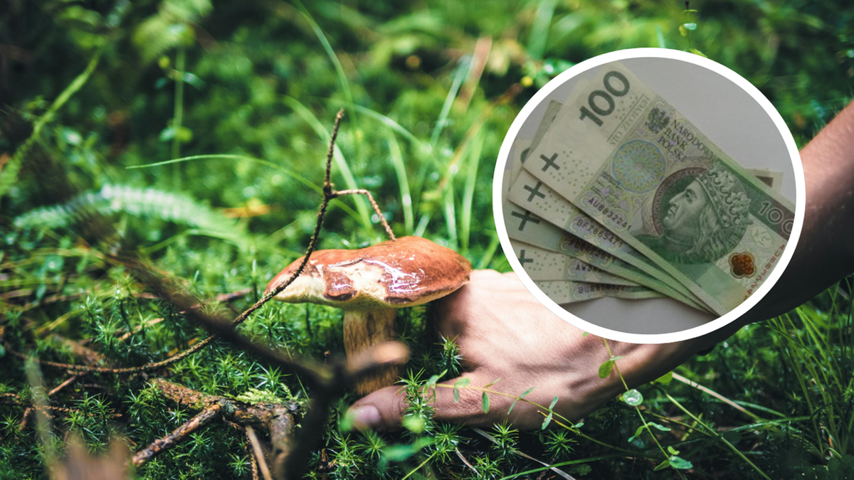 Mandat za zbieranie grzybów? Nawet 500 złotych kary