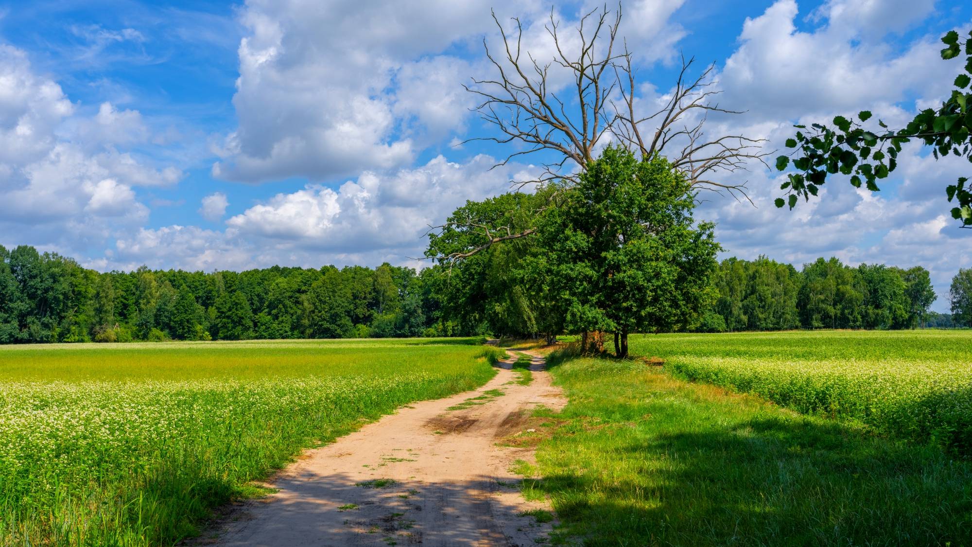 Kolory lata - zdjęcie 34