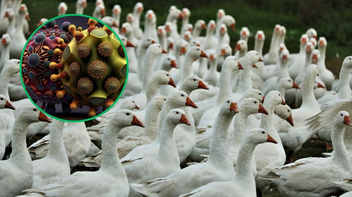 Ptasia grypa atakuje nowe gatunki. WHO: Ogromny powód do niepokoju