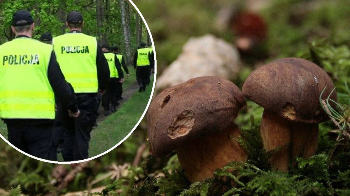 Er verschwand beim Pilzesammeln. Er verbrachte den ganzen Tag im Wald