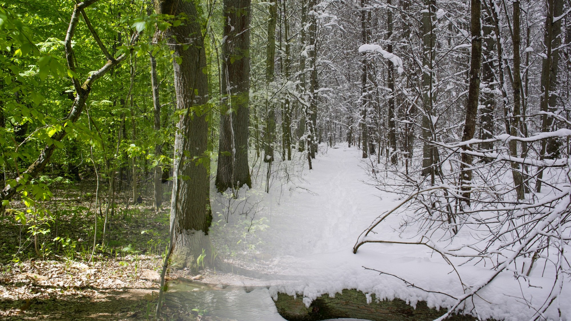 Porównanie wiosny i zimy - zdjęcie 8