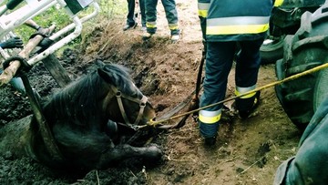 Koń ugrzązł w bagnie. Strażak zaczął tonąć podczas akcji ratunkowej