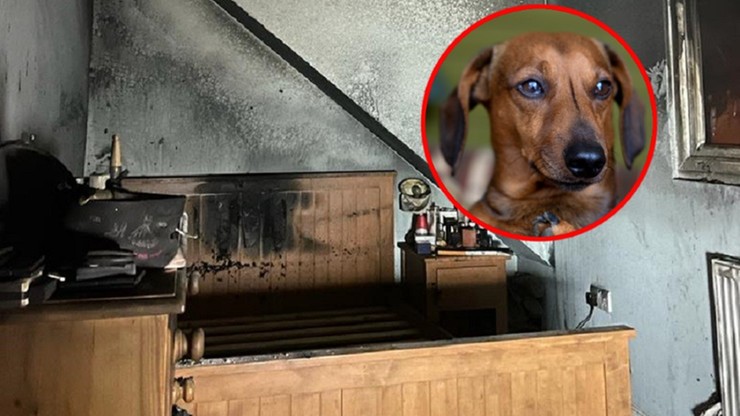 Wielka Brytania: Pies wzniecił pożar domu. Strażacy: Włączył suszarkę leżącą na łóżku