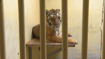 Zbiórka na tygrysy z poznańskiego zoo. Podano wynik