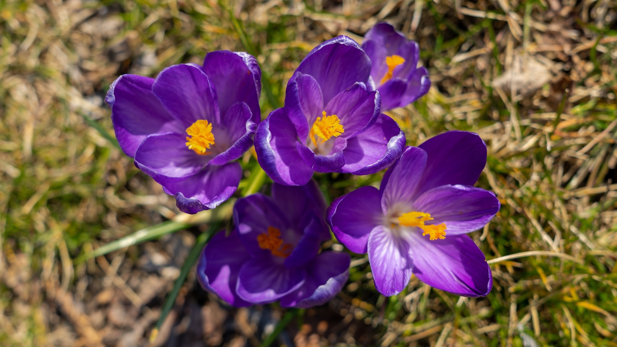 Kraina krokusów - zdjęcie 9