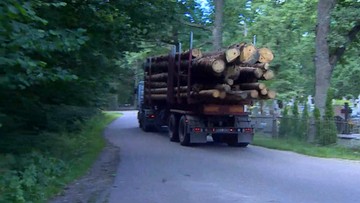Ostrzeżenie dla firm kupujących drewno z Puszczy Białowieskiej. "Może być pozyskane nielegalnie"
