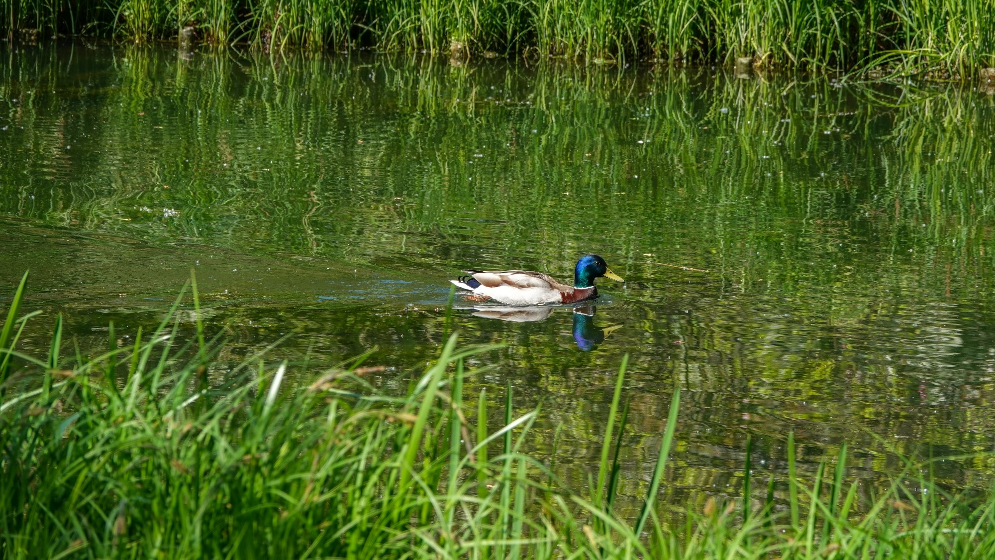 Z kamerą wśród zwierząt - zdjęcie 89
