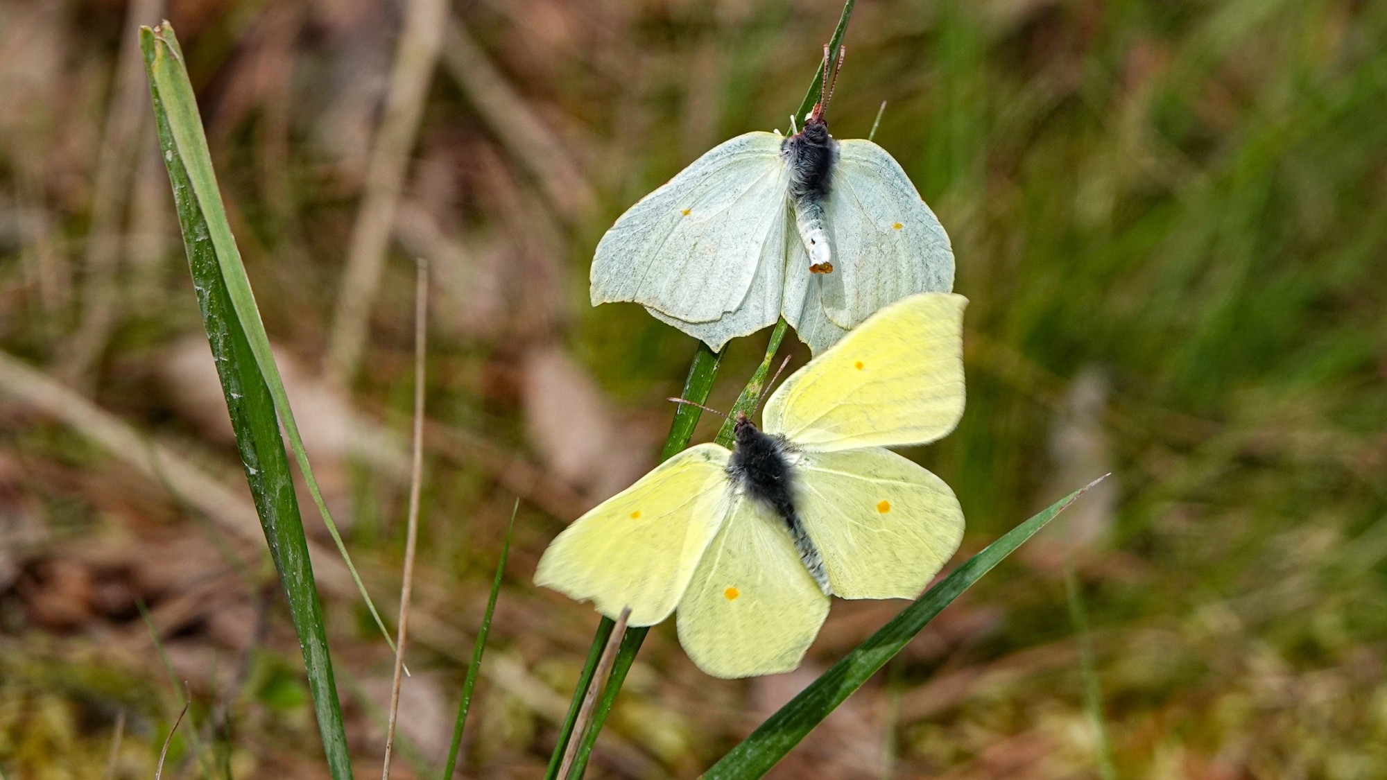 Z kamerą wśród zwierząt - zdjęcie 54